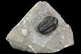 Gerastos Trilobite Fossil - Morocco #125236-1